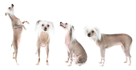 Chinese Crested dog collection isolated on white