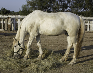 Obraz premium Cheval de Camargue