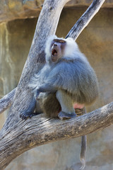 Baboon calls loudly