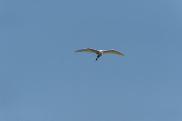 Fototapeta na wymiar Great Egret soaring wings spread