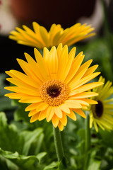 Yellow daisy flower blooming in the garden
