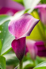 Purple calla lily in bloom