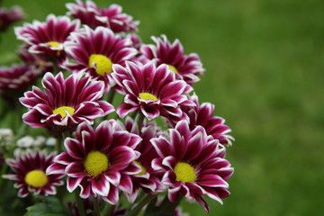 Flowers © gswozniak