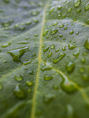 Raindrops on green leaf
