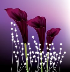  Beautiful black calla lilies on purple gradient background
