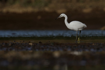Little Egret, Egretta Garzetta