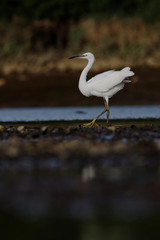 Little Egret, Egretta Garzetta