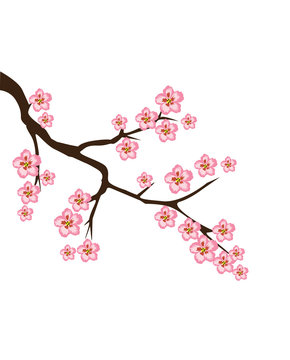 pink cherry blossom branch on white clip art preview