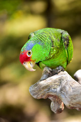 Beautiful Amazon Parrot. Mexican Red Head