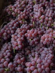 ブドウ　デラウェア