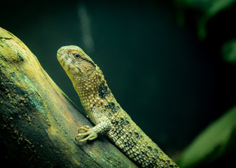 Lezard