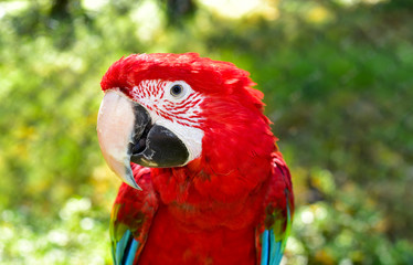 Green Wing Macaw Parrot