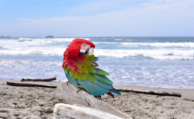 Beautiful Macaw Parrot on the beach.