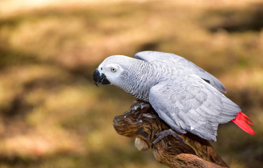 Beautiful African Grey Parrot