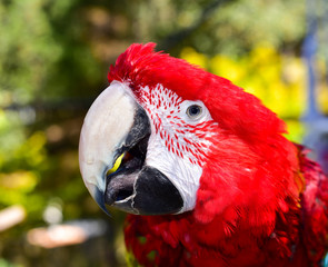 Beautiful Close Up of a Macaw Face