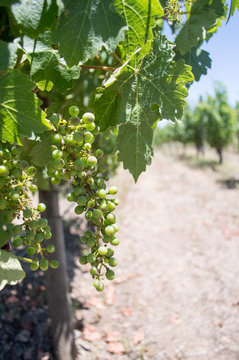 Napa Vineyards