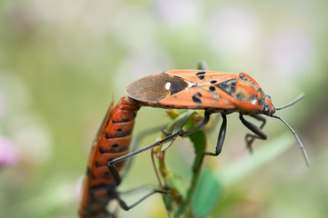 insects are breeding on flower