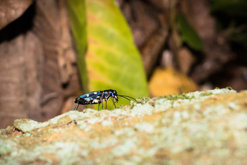 This is a photo of a tiger beetle, was taken in XiaMen botanical garden, China.