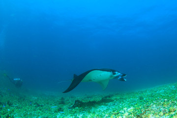 Fototapeta na wymiar Manta ray and scuba diver