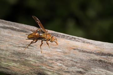 This is a photo of one kind of bee, was taken in XiaMen botanical garden, China.