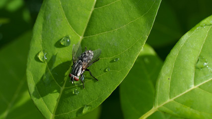 The Fly on The Custard