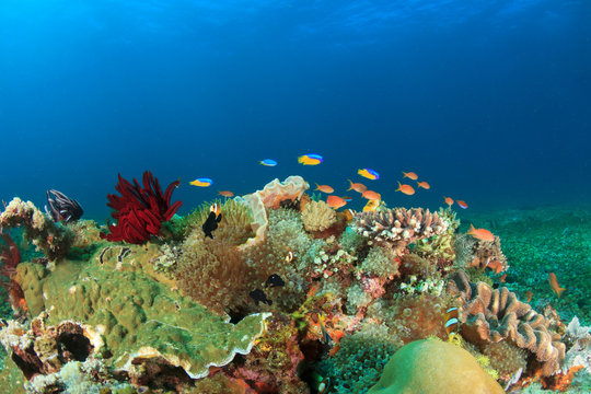 Fototapeta Underwater coral reef