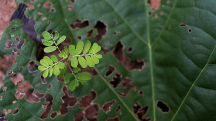 New Plant and Old