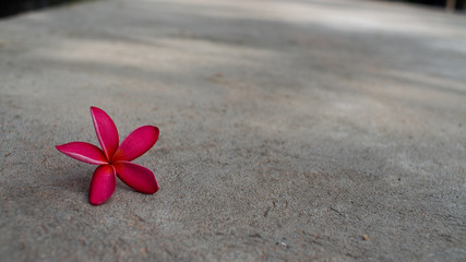 Pink Frangipani Flower