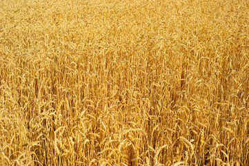 Wheat field background