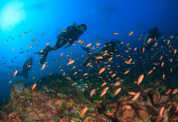 Scuba diver coral reef