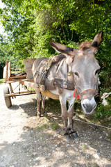 Donkey wagon in a tree shade