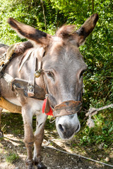 Closeup of donkey