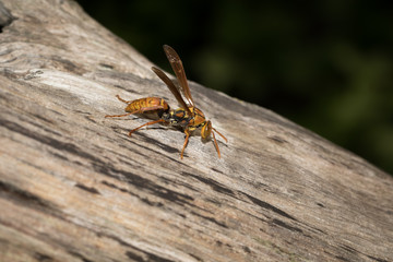 This is a photo of one kind of bee, was taken in XiaMen botanical garden, China.