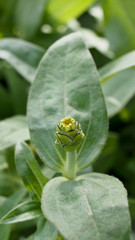 Yellow Zinnia Bud