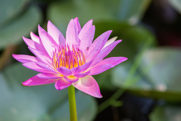 Purple waterlily