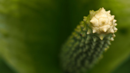 Peace Lily Flower