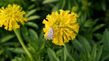 Butterfly on Calendula Flower