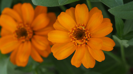 Orange Zinnia Blooming