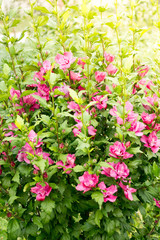 Fototapeta premium Hibiscus in the garden