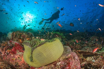 Rolgordijnen Duiken koraalrifvissen © Richard Carey
