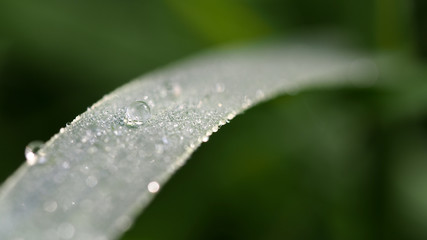 Water Drop of Rice Leaf