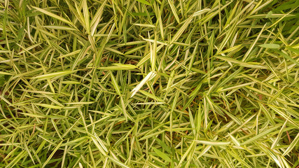 sharp yellow green grass in daylight