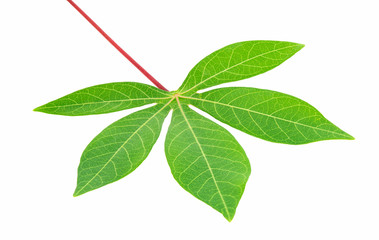 Naklejka na ściany i meble Plant green leaf, taro leaf isolated