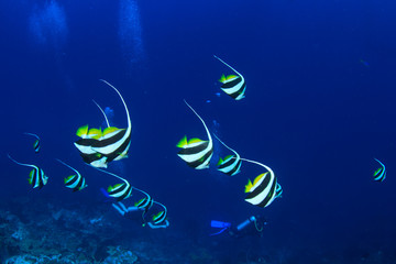 Fototapeta na wymiar Scuba divers and fish underwater