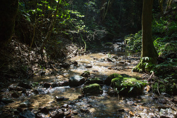 愛媛県内子町　紅葉ヶ滝　山中の風景