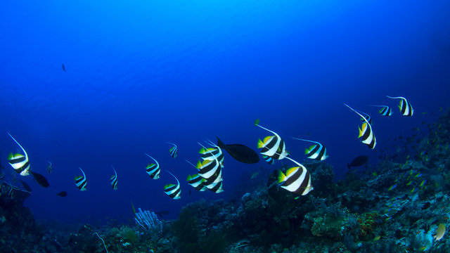 Bannnerfish fish coral reef underwater