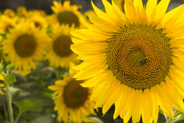 Obraz premium Girasoles