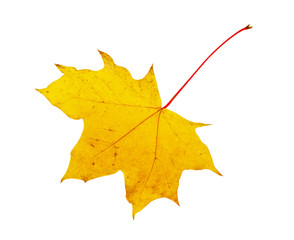Autumn maple leaf isolated on white background