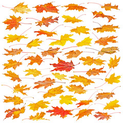 Set of Autumn maple leaves isolated on white background