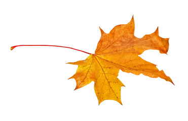 Autumn maple leaf isolated on white background